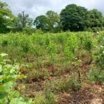Alder at the Ayrshire Demo Hub. May 2024