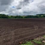 Italian poplar plot