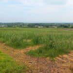 Willow Variety Trial