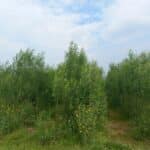 SRC Willow