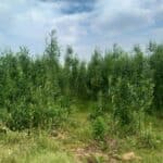 SRC Willow