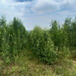 SRC Willow