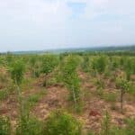 Alder