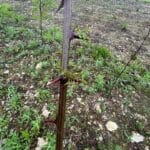 Black Locust Turbo later shooting than others