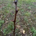 Black Locust Turbo shooting