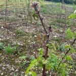 Dying Black locust at the top - Turbo planted 2023