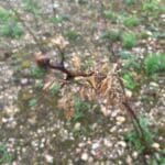 Dying black locust Turbo - why?