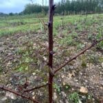 Slug on Black Locust 'Turbo' planted last year