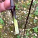 Black Locust Turbo planted 2023, slug damage