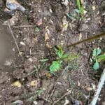 Waterlogged holes - Black Locust plot - not good