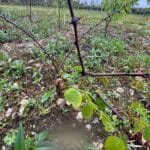 Waterlogged holes in Turbo Black Locust Plot