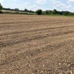Rolled immediately after planting Miscanthus Athena rhizomes