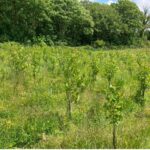 Alder