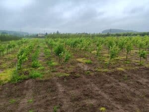 Alder at Headley Hall, May 2024