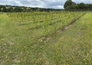 Alder at North Wyke, May 2024