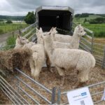 Aberystwyth Alpacas comfortably bedded on Miscanthus chipped material.