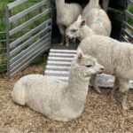 Aberystwyth Alpacas comfortably bedded on Miscanthus chipped material.
