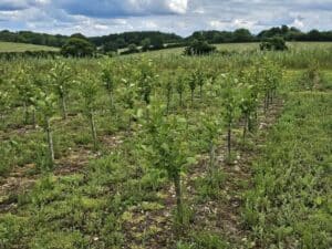 Alder at BGI Demonstrator Hub, May 2024