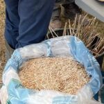 Baled and chipped Miscanthus on display