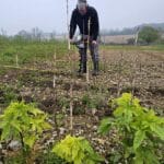 Digging holes with auger for sida planting