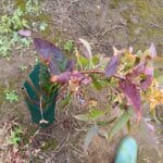 E. Denticulata leaves red