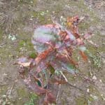 E. Denticulata leaves red