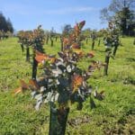Eucalyptus E.Nitens looking healthy