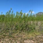 SRC Willow at SRUC Ayrshire, April 2024