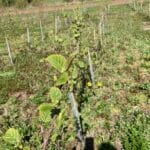 Alder at SRUC Ayrshire, April 2024