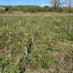 Alder at SRUC Ayrshire, April 2024
