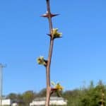 Buds appearing on Black locust 'Turbo'