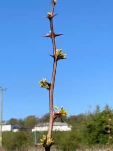 Buds appearing on Black locust 'Turbo'