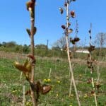 SRF Poplar. April 2024, SRUC Ayrshire Demonstrator Hub