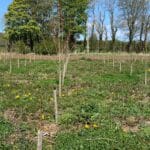 SRF Poplar
