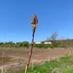 SRF Poplar