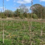 SRF Poplar at SRUC Ayrshire, April 2024