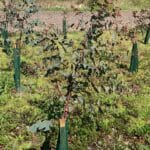 Eucalyptus