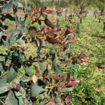 Eucalyptus