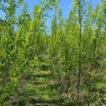 SRC Willow at SRUC Ayrshire, April 2024