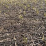 Miscanthus MxG (gap)