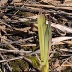 Miscanthus rabbit damage?