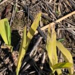 Miscanthus grazing damage