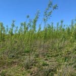 SRC Willow at SRUC Ayrshire, April 2024