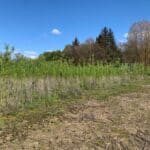 SRC Willow, SRUC Ayrshire, April 2024