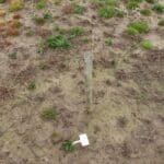 SRF Poplar