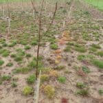 SRF Poplar