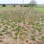 SRF Poplar