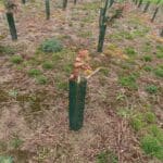 SRF Eucalyptus