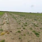 0.5 ha SRC Willow