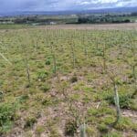 Alder plot, Boghall, April 2024